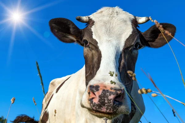 Portrait of a cow on a background of green grass and blue sky close-up