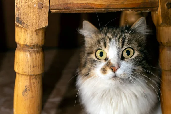 Portret Een Grijs Witte Kat Zit Onder Een Kruk Prachtige — Stockfoto