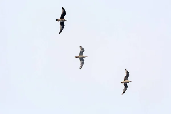 Tre Gabbiani Volano Nel Cielo Vista Basso Uno Sfondo Nuvole — Foto Stock