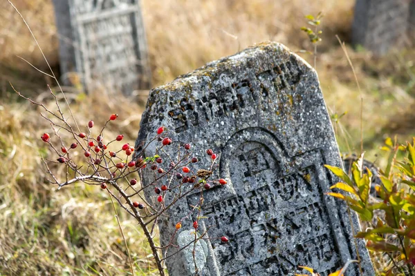 2019 Сатанов Украина Старое Еврейское Кладбище Осенью Надгробия Фоне Сухой — стоковое фото