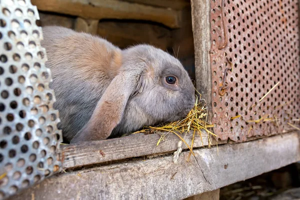 Gray rabbit in an open cage. Beautiful animal. Cute small rabbit in hutch