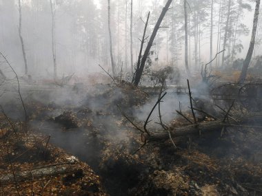 Peatlands yanıyor. Orman yangını ve sonuçları. Kara toprak dumanı yandı. Yanmış ağaç gövdeleri ve külleri. Kömürleşmiş dallar.