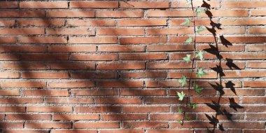 Güneş tarafından güzelce aydınlatılan, ağaç dallarının gölgesi olan kahverengi tuğla bir duvar. Yeşil yapraklı bir üzüm filizi ile. Arkaplan dokusu, arkaplan.