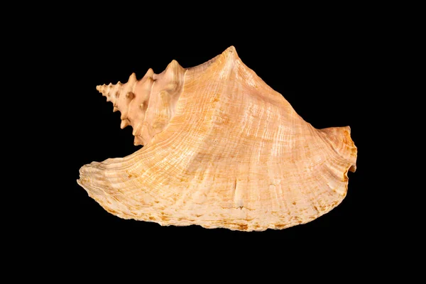 Морская Раковина Изолирована Cassis Cornuta Общепринятое Название Рогатый Шлем Является — стоковое фото