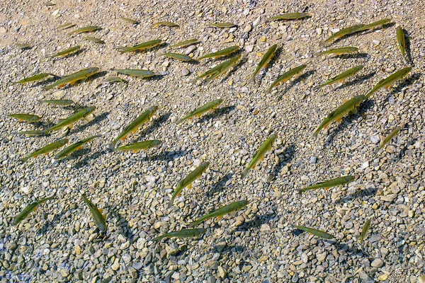 Fish in clear water. A flock of small fish in crystal clear water. Fish farming, fishing. Sunny day, the shadow of the fish on the rocky bottom of the river. View from above.
