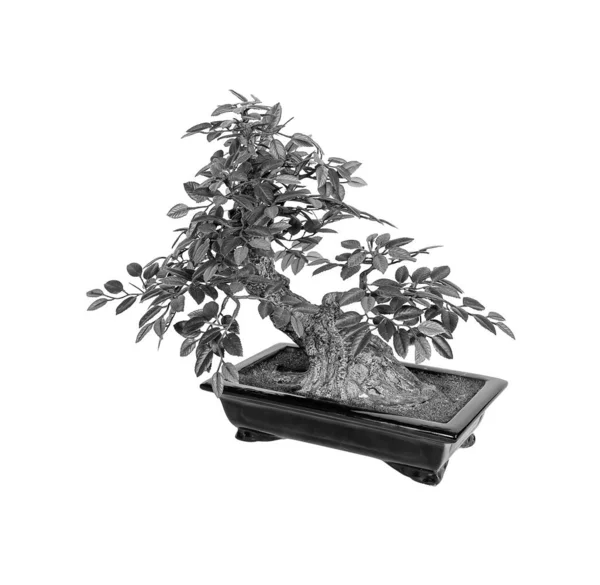 Bonsai Baum Isoliert Auf Weißem Hintergrund Die Japanische Kunst Schwarz — Stockfoto