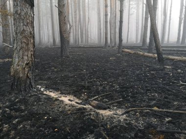 Peatlands yanıyor. Orman yangını ve sonuçları. Kara toprak dumanı yandı. Yanmış ağaç gövdeleri ve külleri. Kömürleşmiş dallar.