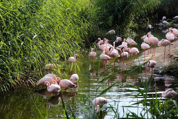 Ein Schwarm Rosafarbener Flamingos Ufer Eines Mit Schilf Bewachsenen Teiches — Stockfoto