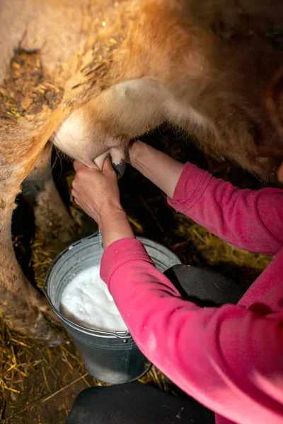Milking a cow. Female hands hold the udder of a cow. Fresh milk in a bucket.