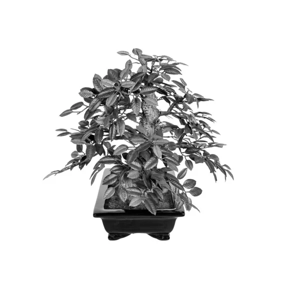 Bonsai Baum Isoliert Auf Weißem Hintergrund Die Japanische Kunst Schwarz — Stockfoto