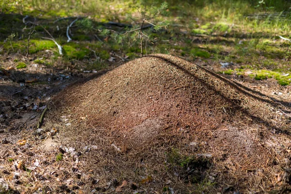 Molino Bosque Primer Plano Naturaleza Día Soleado Sobre Fondo Hierba — Foto de Stock