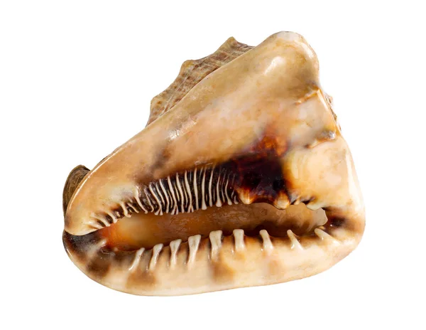 Zeeschelp Geïsoleerd Cassis Cornifrons Een Slakkensoort Uit Familie Van Cassidae — Stockfoto