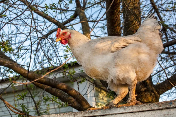 Chicken on the fence. White chicken stands on a fence against a background of wood and blue sky. View from below.