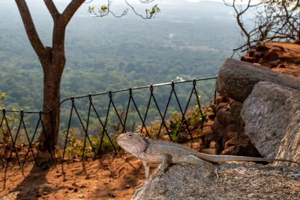 Gran Lagarto Gris Sienta Sobre Una Piedra Gris Sobre Fondo — Foto de Stock