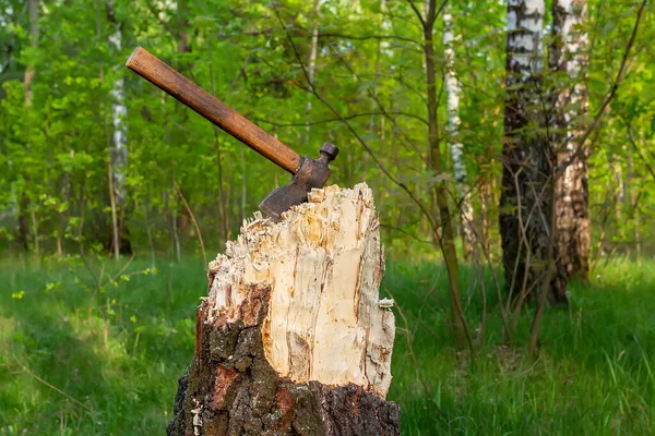 Ax in a tree. Felled tree with an ax stuck in it against the background of the forest. Deforestation, the destruction of nature, ecology.