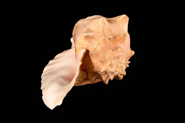 海贝壳隔离 仙人掌 Cassis Cornuta 俗称角形头盔 是一种非常大的海螺 是仙人掌科的一种海洋腹足类软体动物 也就是角形头盔壳 — 图库照片