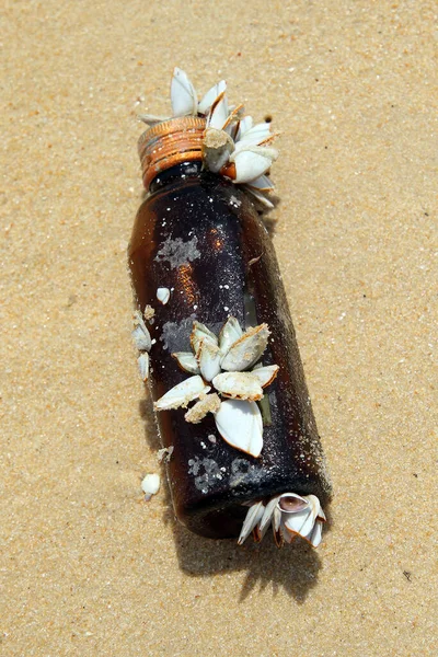 Bottle of the sea. A glass bottle thrown ashore lies on the sand. The bottle was overgrown with shellfish and corals.