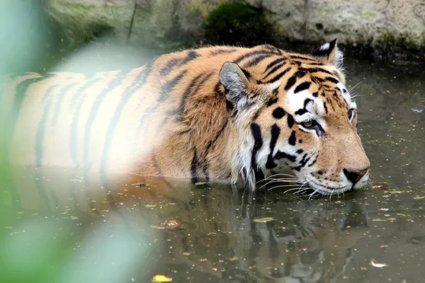 老虎头老虎在游泳 老虎在水里的特写 — 图库照片