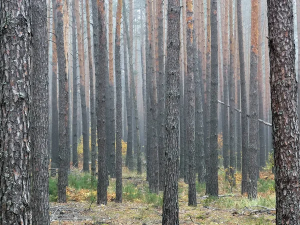 Träd Skogen Dimman Vacker Bakgrund Bild Struktur — Stockfoto