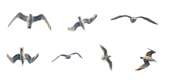 Gaviota Vuela Cielo Conjunto Imágenes Vista Inferior Sobre Fondo Nubes —  Fotos de Stock