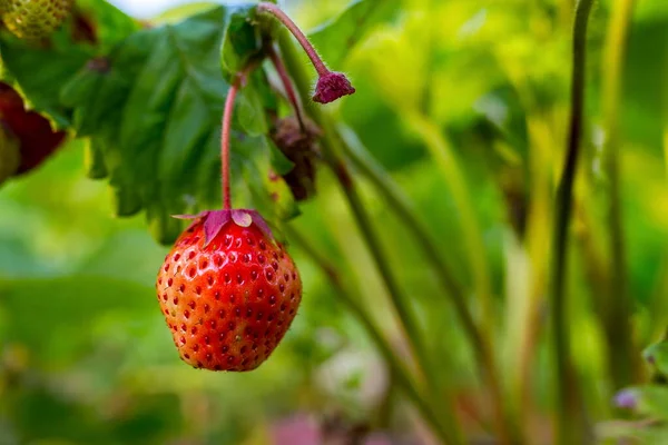 Fraises Poussent Mûrissent Dans Lit Jardin Sur Fond Feuilles Vertes — Photo