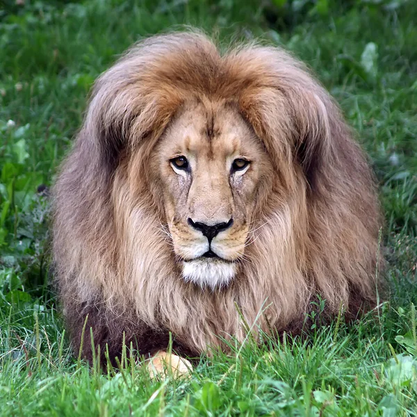 Κεφάλι Λιονταριού Πολυτελή Χαίτη Πορτρέτο Ενός Λιονταριού Φόντο Πράσινου Γρασιδιού Εικόνα Αρχείου