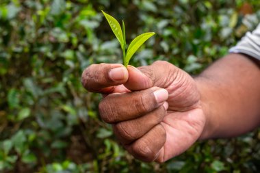 Çay yaprakları. Taze çay yaprakları elde. Çay toplayıcısı sifon tutar. Çay topluyorum..