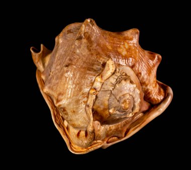 Deniz kabuğu siyah bir arkaplanda izole edilmiş. Güzel deniz kabuğu yakın plan. Cassis cornuta, boynuzlu miğfer