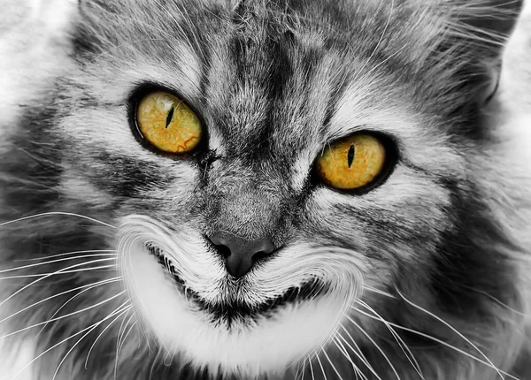 那只黄眼睛的猫笑得像只柴郡猫 恐惧和噩梦的概念 — 图库照片