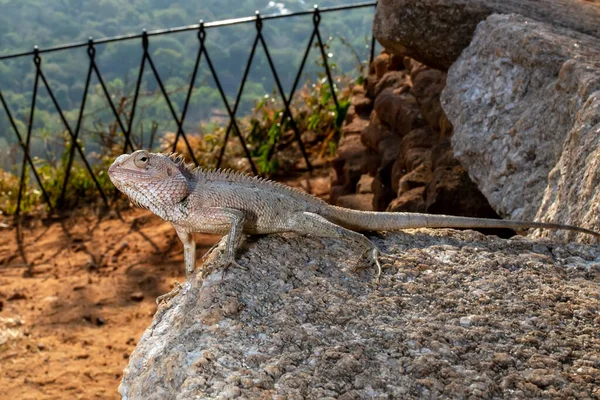 Gran Lagarto Gris Sienta Sobre Una Piedra Gris Sobre Fondo — Foto de Stock