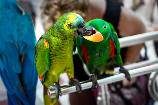 Bunte Papageien Küssen Sich Zwei Schöne Papageienvögel Hand Mit Dem — Stockfoto