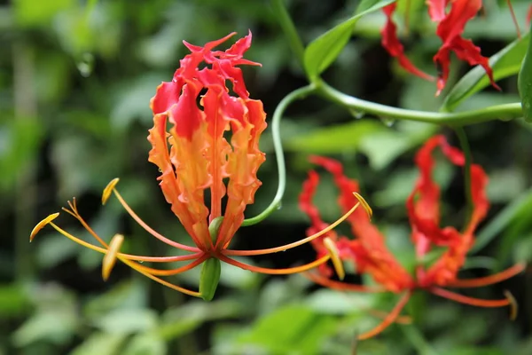 Orquídea Vermelha Contexto Folhas Árvore Close Planta Tropical Selva Tailândia — Fotografia de Stock