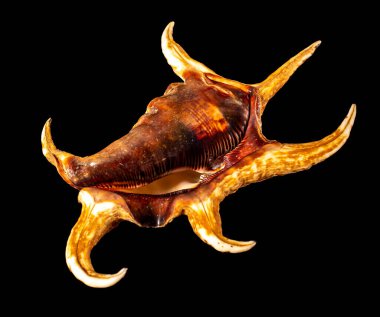 Deniz kabuğu siyah bir arkaplanda izole edilmiş. Kuzular, Strombidae familyasından büyük bir deniz salyangozu cinsidir.