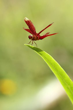 Kanatlarında kırmızı desenli bir yusufçuk yeşil bir ayrılığın sonunda oturur. Makro yakın çekim. Yusufçuk kalkışa hazırlanıyor..