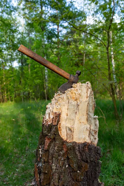 Albero Albero Abbattuto Con Ascia Incastrata Sullo Sfondo Della Foresta — Foto Stock