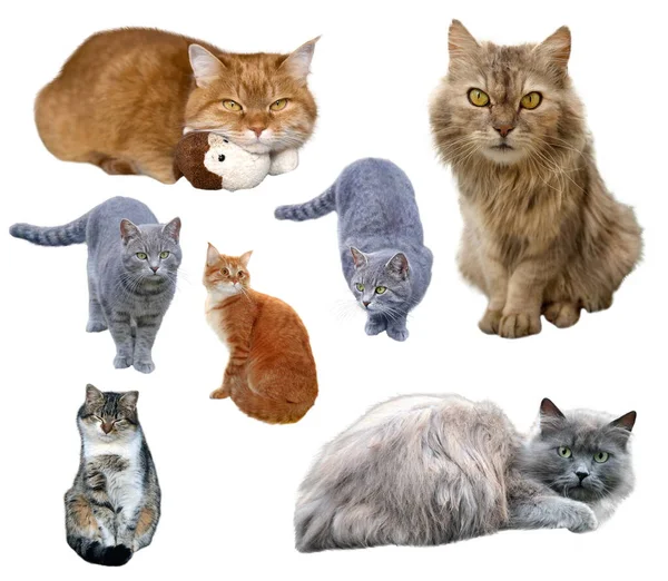 Collage Van Katten Van Verschillende Kleuren Geïsoleerd Witte Achtergrond — Stockfoto