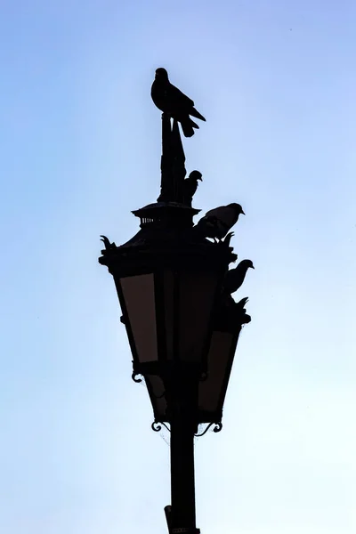 Silueta Palomas Que Sientan Una Vieja Linterna Para Iluminarse Contra —  Fotos de Stock