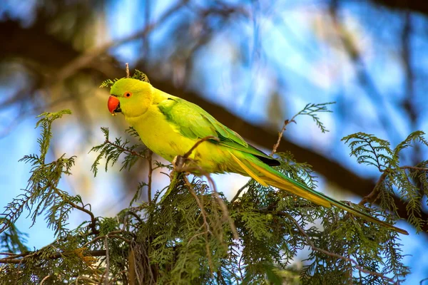 Papagaio Amarelo Verde Senta Ramo Árvore Conífera Pássaro Bonito Multicolorido — Fotografia de Stock