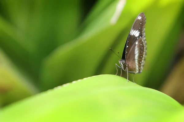 White Black Butterfly Sits Green Leaf Its Wings Folded Closeup — Stock Photo, Image