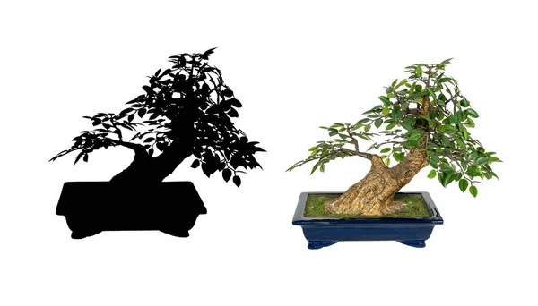 Bonsai Baum Isoliert Auf Weißem Hintergrund Bonsai Silhouetten Die Japanische — Stockfoto