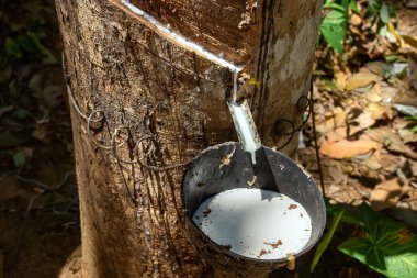 Natural rubber latex, rubber extraction from Hevea wood. White milky juice latex from hevea flows from an incision into a special bowl. Latex being collected from a tapped rubber tree. clipart