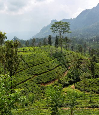 Çay çalı bitkisi çiftlikleri. Çayın yetiştiği tepeler. Sri Lanka Seylan.