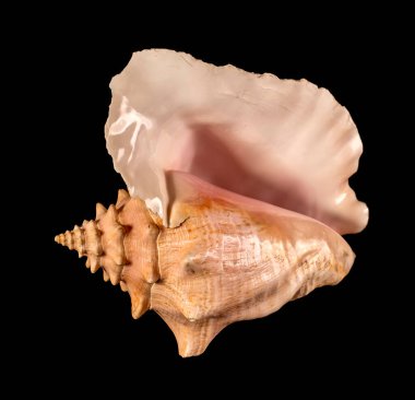 Deniz kabuğu izole. Cassis cornuta, Cassidae familyasından çok büyük bir deniz salyangozu türü olan Cassidae familyasından bir deniz salyangozu türüdür.