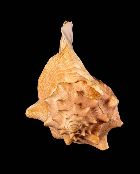 Mořská Skořápka Izolovaná Cassis Cornuta Obecně Nazývaný Rohatá Helma Druh — Stock fotografie