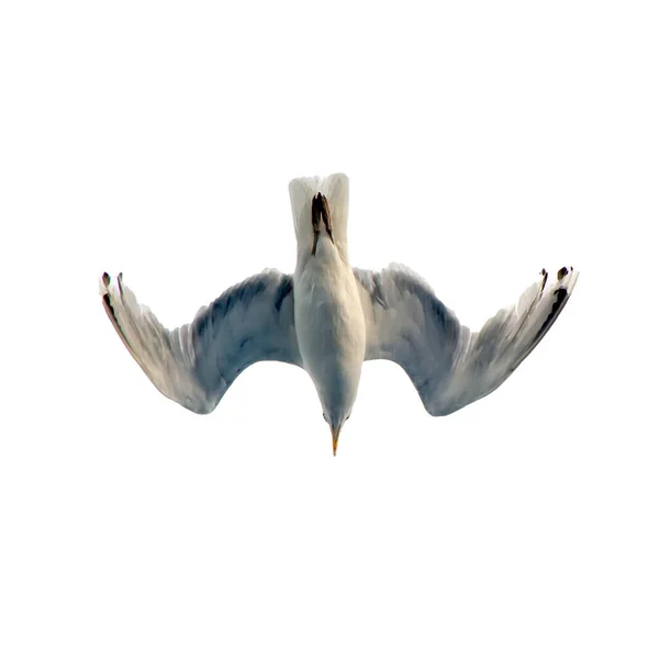 Gaivota Mar Voa Céu Vista Inferior Sobre Fundo Silhueta Nuvens — Fotografia de Stock