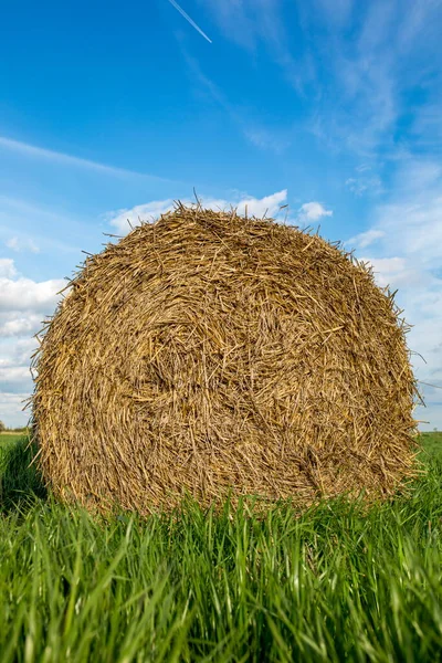 Haystack Balla Fieno Erba Lussureggiante Verde Contro Cielo Blu Raccolta — Foto Stock