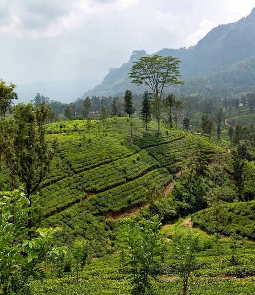 Çay çalı bitkisi çiftlikleri. Çayın yetiştiği tepeler. Sri Lanka Seylan.
