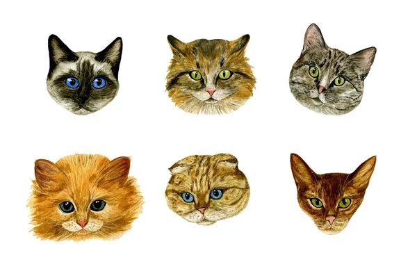 Het Aantal Katten Snuit Aquarel Handgemaakte Illustratie Perfect Voor Stoffen — Stockfoto