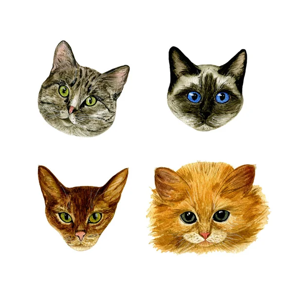 Conjunto Elementos Individuales Del Hocico Los Gatos Acuarela Ilustración Hecha — Foto de Stock