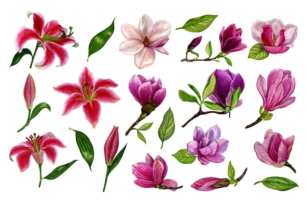 Serie Elementi Separati Fiori Giglio Magnolia Acquerello Illustrazione Disegnata Mano — Foto Stock